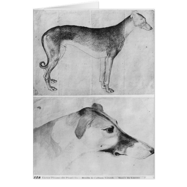 Greyhound en hoofd van een windhond (Voorkant)