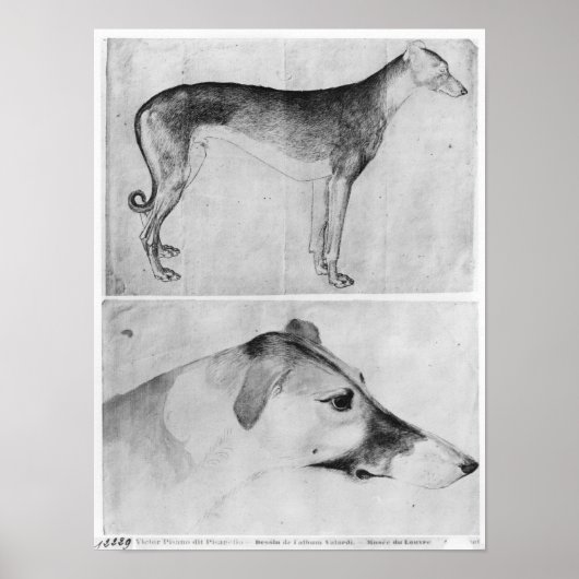 Greyhound en hoofd van een windhond poster (Voorkant)