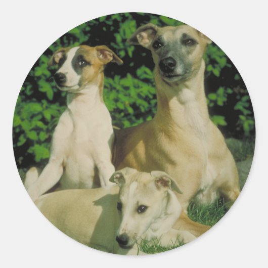 Greyhound en Puppies Ronde Sticker (Voorkant)