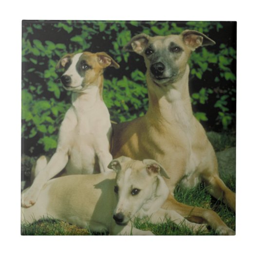 Greyhound en Puppies Tile Tegeltje (Voorkant)