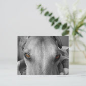 Greyhound Eyes Briefkaart (Staand voorkant)