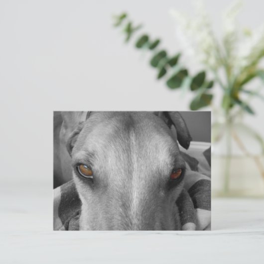 Greyhound Eyes Briefkaart (Staand voorkant)