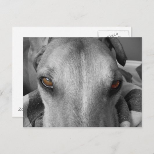 Greyhound Eyes Briefkaart (Voorkant / Achterkant)