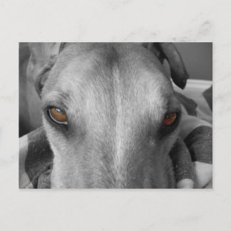 Greyhound Eyes Briefkaart