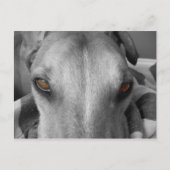 Greyhound Eyes Briefkaart (Voorkant)