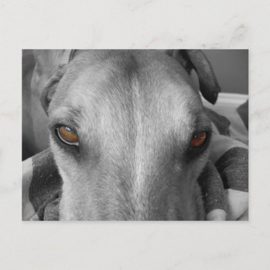 Greyhound Eyes Briefkaart (Voorkant)