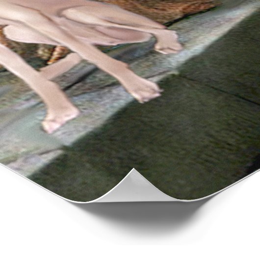 Greyhound (fawn 2) - de colade poster (Hoek)