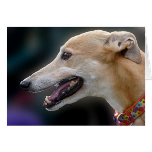 Greyhound-fotokaart