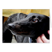 Greyhound-fotokaart (Voorkant Horizontaal)