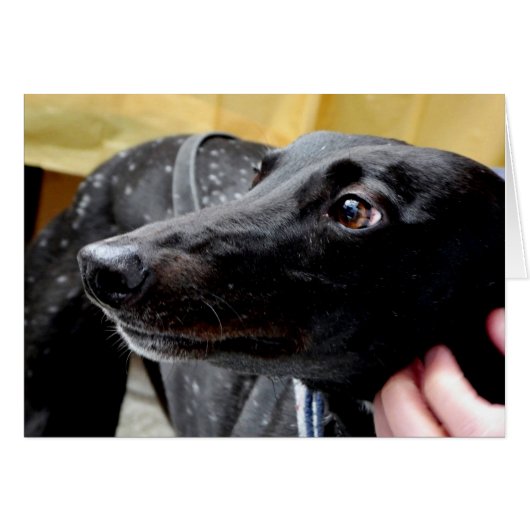 Greyhound-fotokaart (Voorkant Horizontaal)