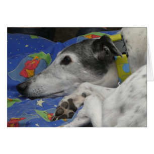 Greyhound-fotokaart