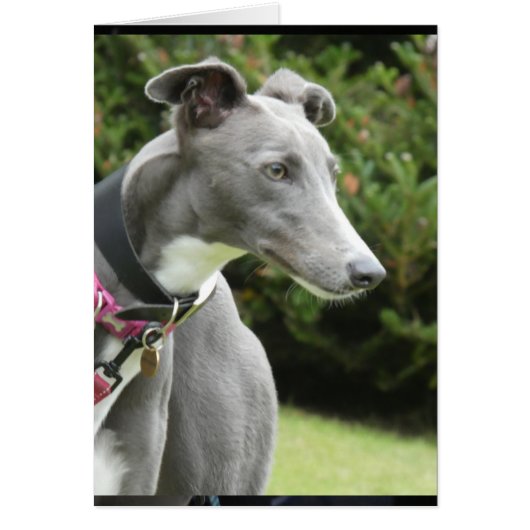 Greyhound-fotokaart (Voorkant)