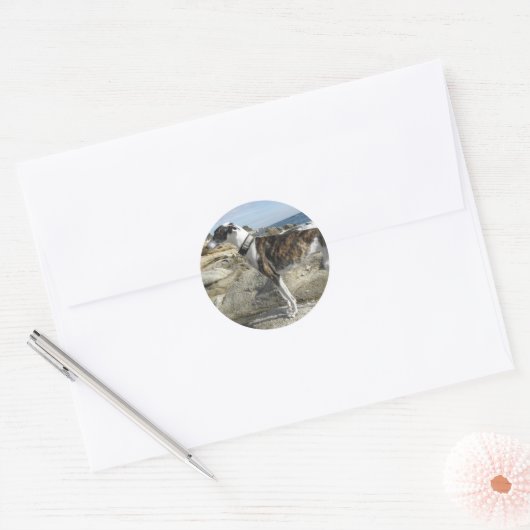 Greyhound Foto's Stickers (Envelop)