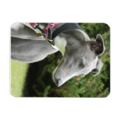 Greyhound magnet van een blauwe windhond magneet (Horizontaal)