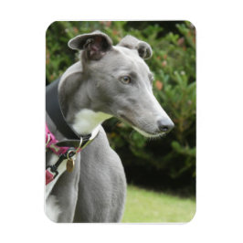 Greyhound magnet van een blauwe windhond magneet