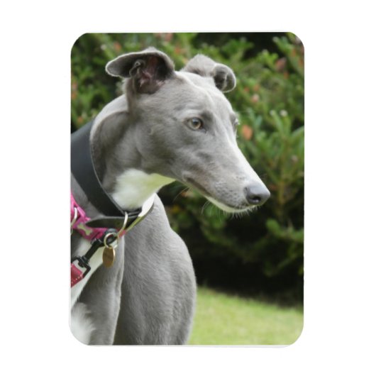Greyhound magnet van een blauwe windhond magneet (Verticaal)