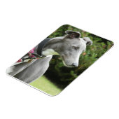 Greyhound magnet van een blauwe windhond magneet (Linkerzijde)