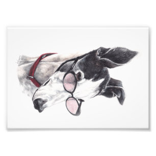 Greyhound met Glasses Photo Art Print Foto Afdruk