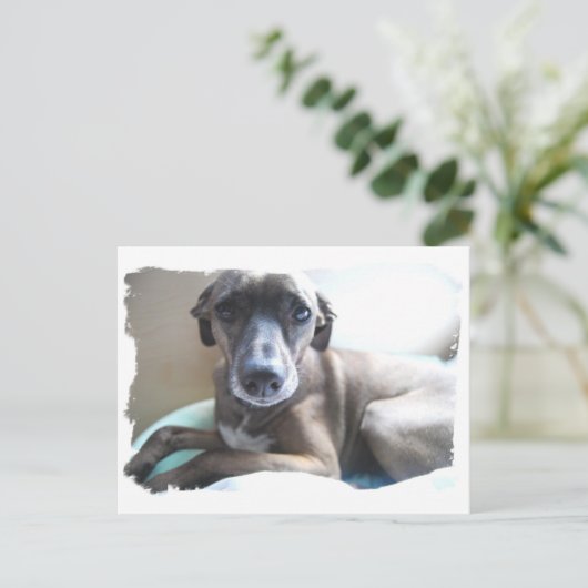 Greyhound Puppy Briefkaart (Staand voorkant)