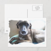 Greyhound Puppy Briefkaart (Voorkant / Achterkant)