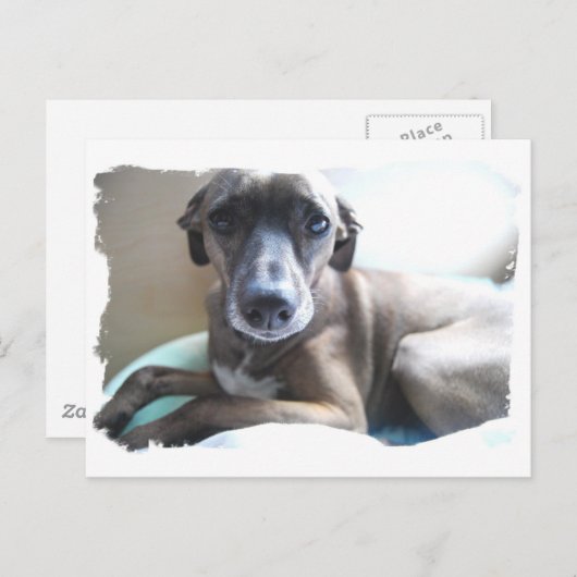 Greyhound Puppy Briefkaart (Voorkant / Achterkant)