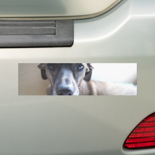 Greyhound Puppy Bumperstickers (Op auto)