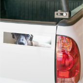 Greyhound Puppy Bumperstickers (Op Truck)