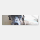 Greyhound Puppy Bumperstickers (Voorkant)
