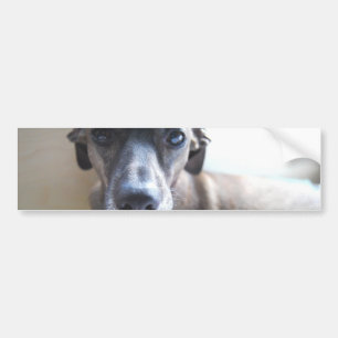 Greyhound Puppy Bumperstickers