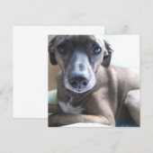 Greyhound Puppy Dog Kaart (Voorkant / Achterkant)