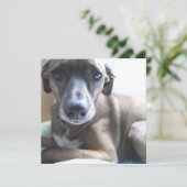 Greyhound Puppy Dog Kaart (Staand voorkant)