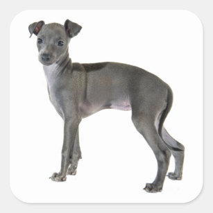 Greyhound Puppy Dog Vierkante Sticker