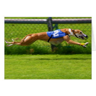Greyhound Racing