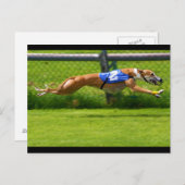 Greyhound Racing Briefkaart (Voorkant / Achterkant)