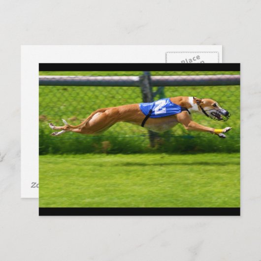 Greyhound Racing Briefkaart (Voorkant / Achterkant)