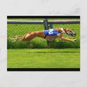 Greyhound Racing Briefkaart
