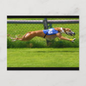 Greyhound Racing Briefkaart (Voorkant)
