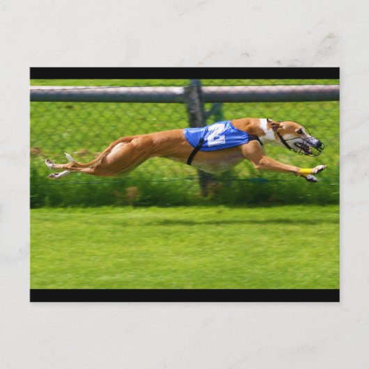 Greyhound Racing Briefkaart (Voorkant)