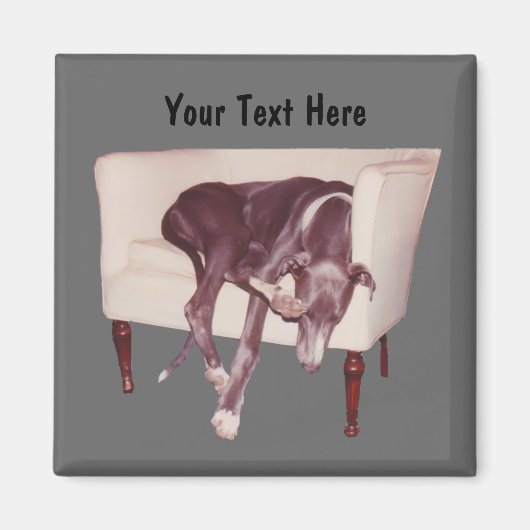Greyhound Slapen In Stoel Grappige Magneet (Voorkant)