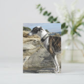 Greyhoundfoto's Briefkaart (Staand voorkant)