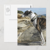 Greyhoundfoto's Briefkaart (Voorkant / Achterkant)