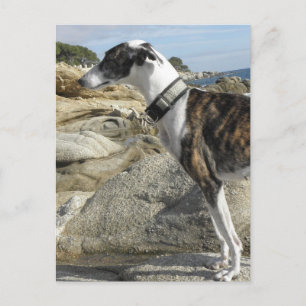 Greyhoundfoto's Briefkaart