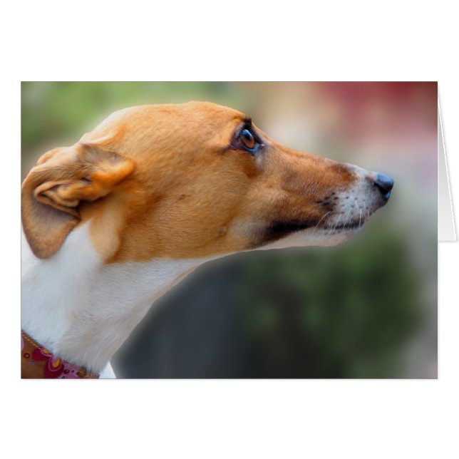 Greyhoundkaart (Voorkant Horizontaal)