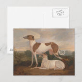  greyhounds briefkaart (Voorkant / Achterkant)