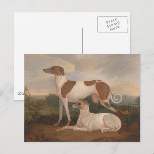  greyhounds briefkaart (Voorkant / Achterkant)