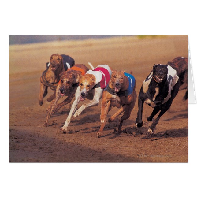 Greyhounds rennen op pad (Voorkant Horizontaal)