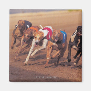 Greyhounds rennen op pad magneet