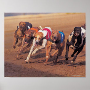 Greyhounds rennen op pad poster