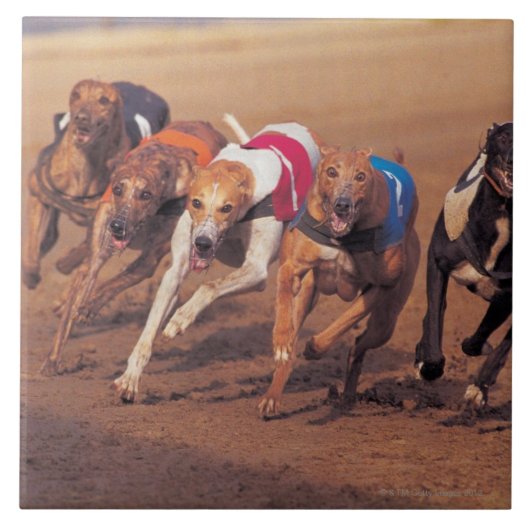Greyhounds rennen op pad tegeltje (Voorkant)