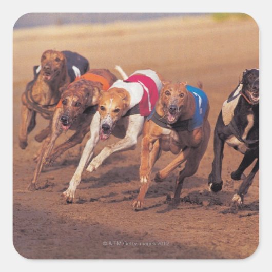 Greyhounds rennen op pad vierkante sticker (Voorkant)